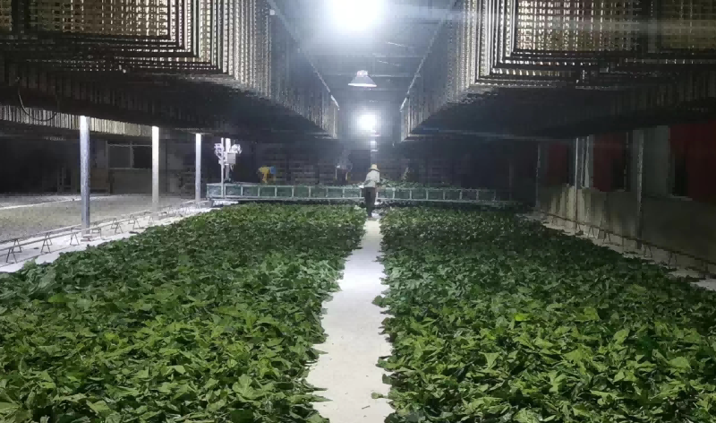 鐵沖鄉：小蠶繭織就富民新圖景